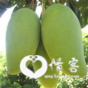 壹品果园田东芒果