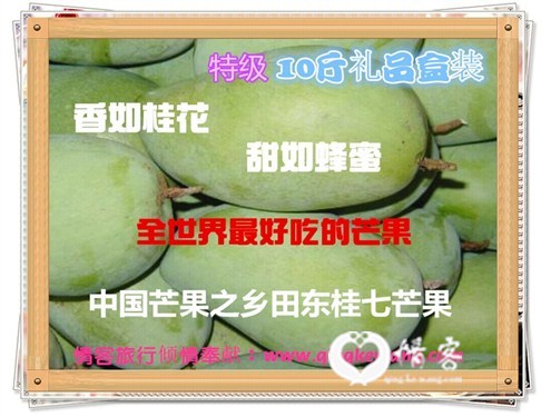 全世界最好吃的芒果-- 中国田东桂七特级芒果
