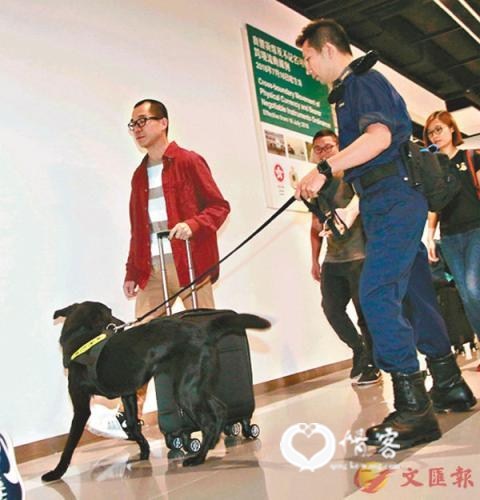 资料图：香港海关使用拉布拉多钞票搜查犬开展工作。图片来源：香港《文汇报》 记者彭子文/摄