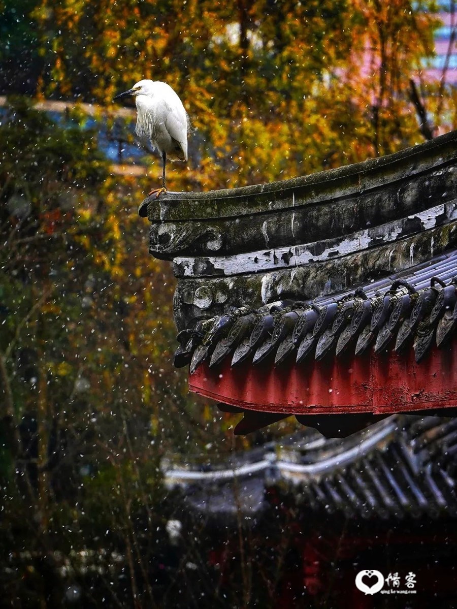▲ 2021年1月7日，成都南郊公园，一只白鹭独立寒风中，强降温导致成都迎来了2021年第一场雪。 图/视觉中国