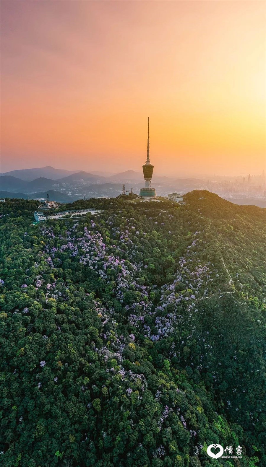 △“深圳第一高峰”梧桐山杜鹃花开。 /视觉中国