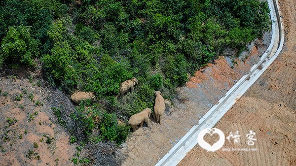5月28日在云南省玉溪市峨山县境内拍摄的象群（无人机照片）。新华社  图